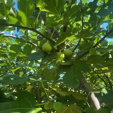 Gorica Hill Apartman Podgorica