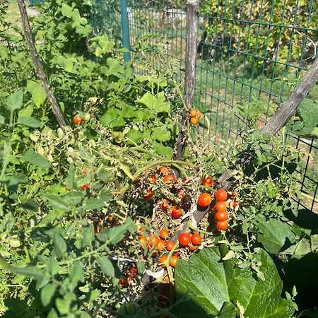 Apartman Gorica Hill Podgorica