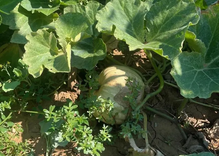 Gorica Hill Appartement