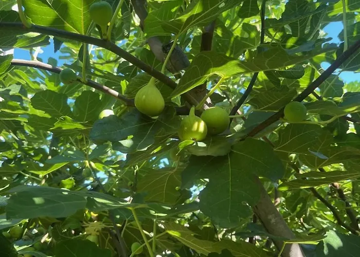 Gorica Hill Appartement Podgorica