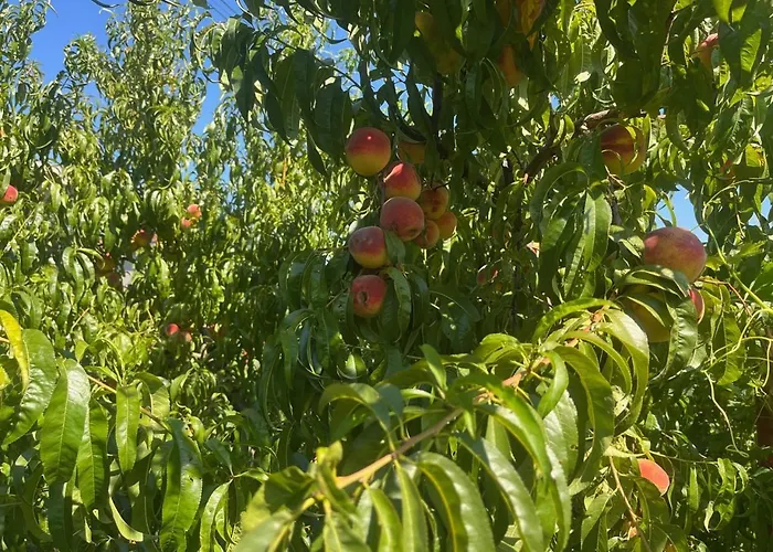 Gorica Hill Podgorica